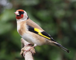 Carduelis Stieglitz 250