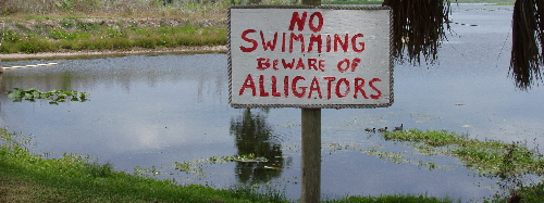 alligatoren500.jpg